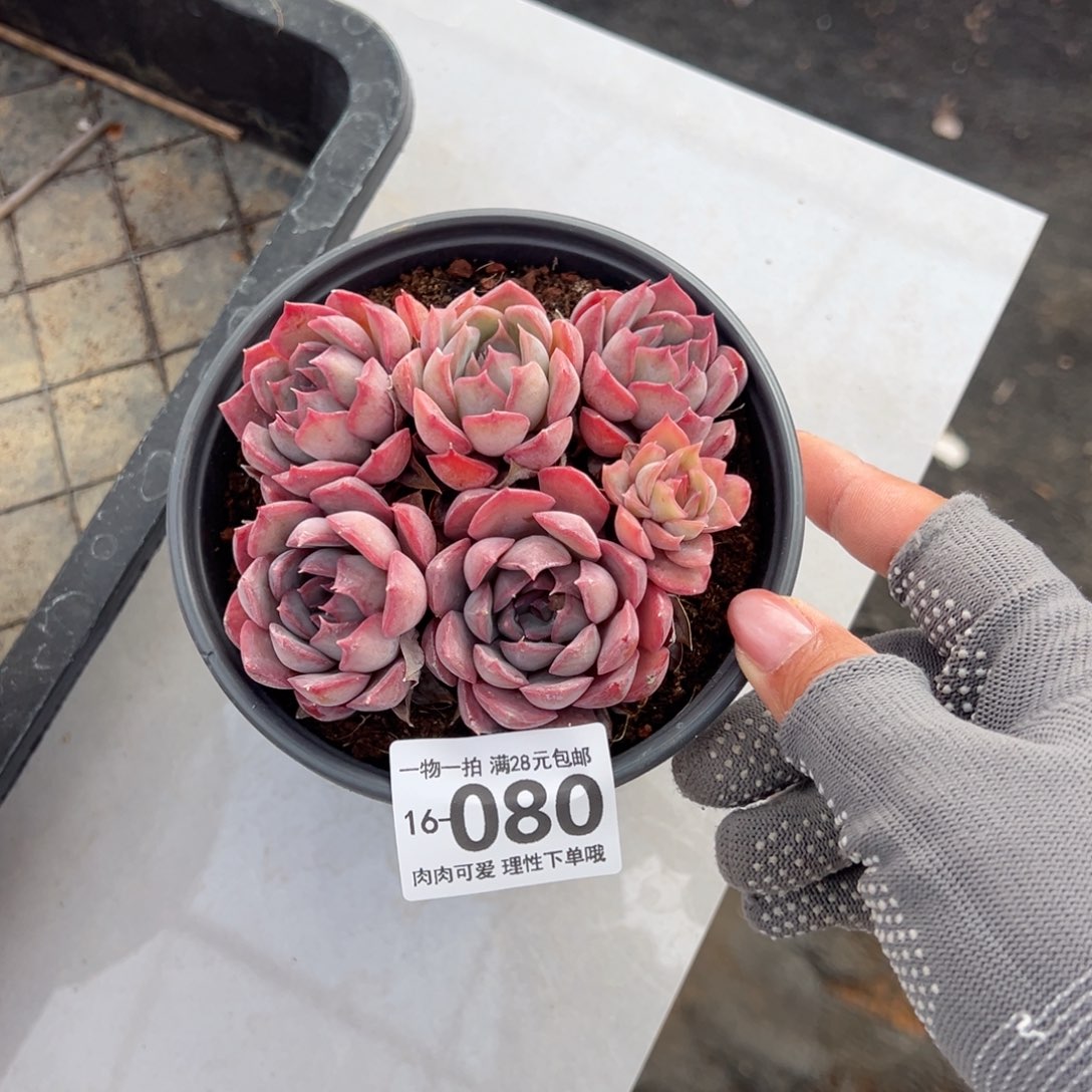 暗冰多肉多肉多肉多