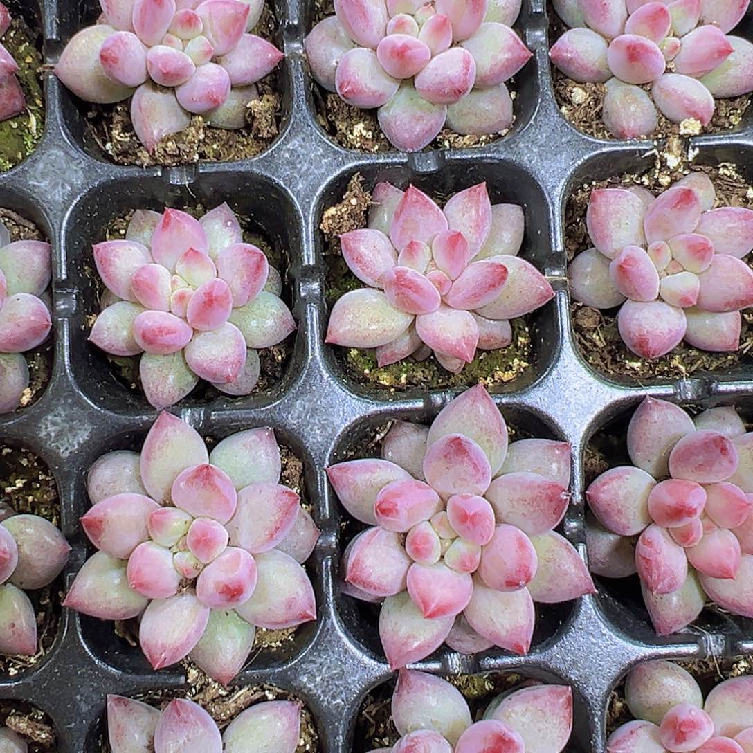 穴盘车厘子苗3颗19包邮多肉