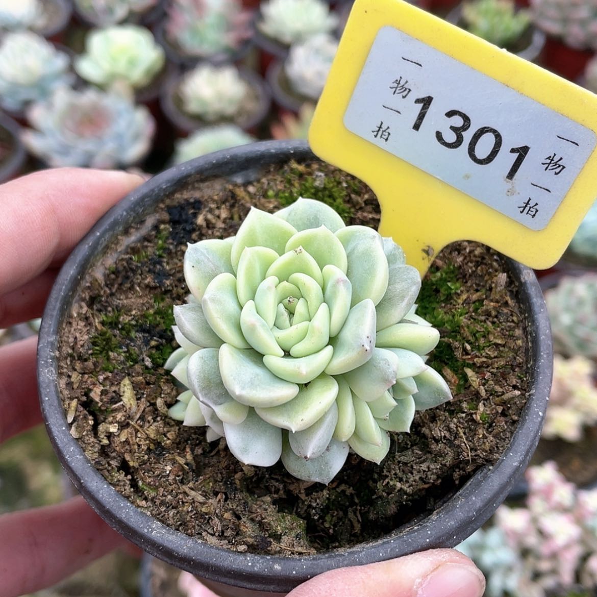 【闪购商品】1301号