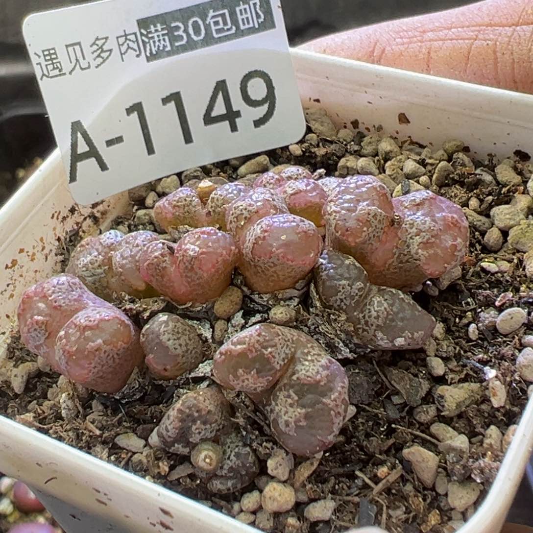 多肉植物1111111111111111