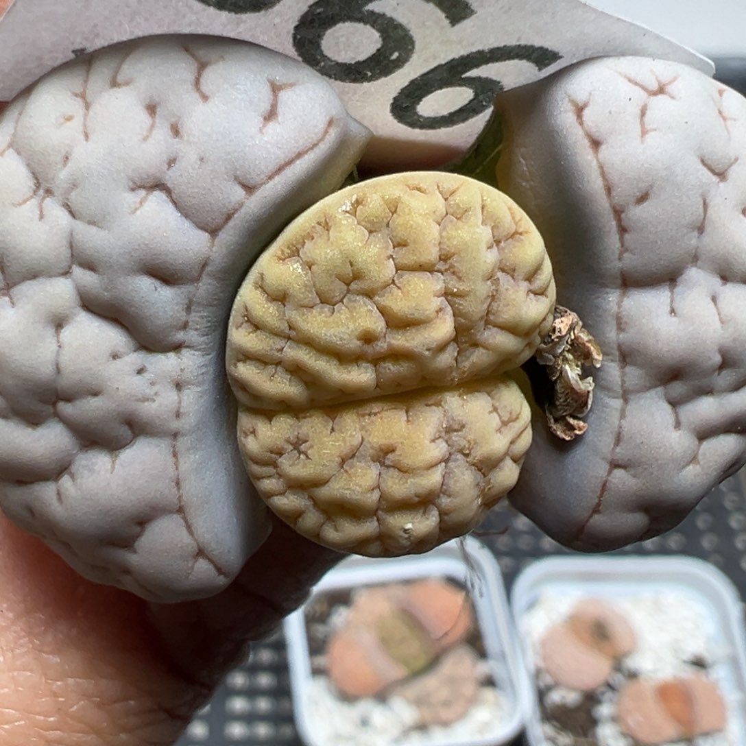 【闪购商品】866。     