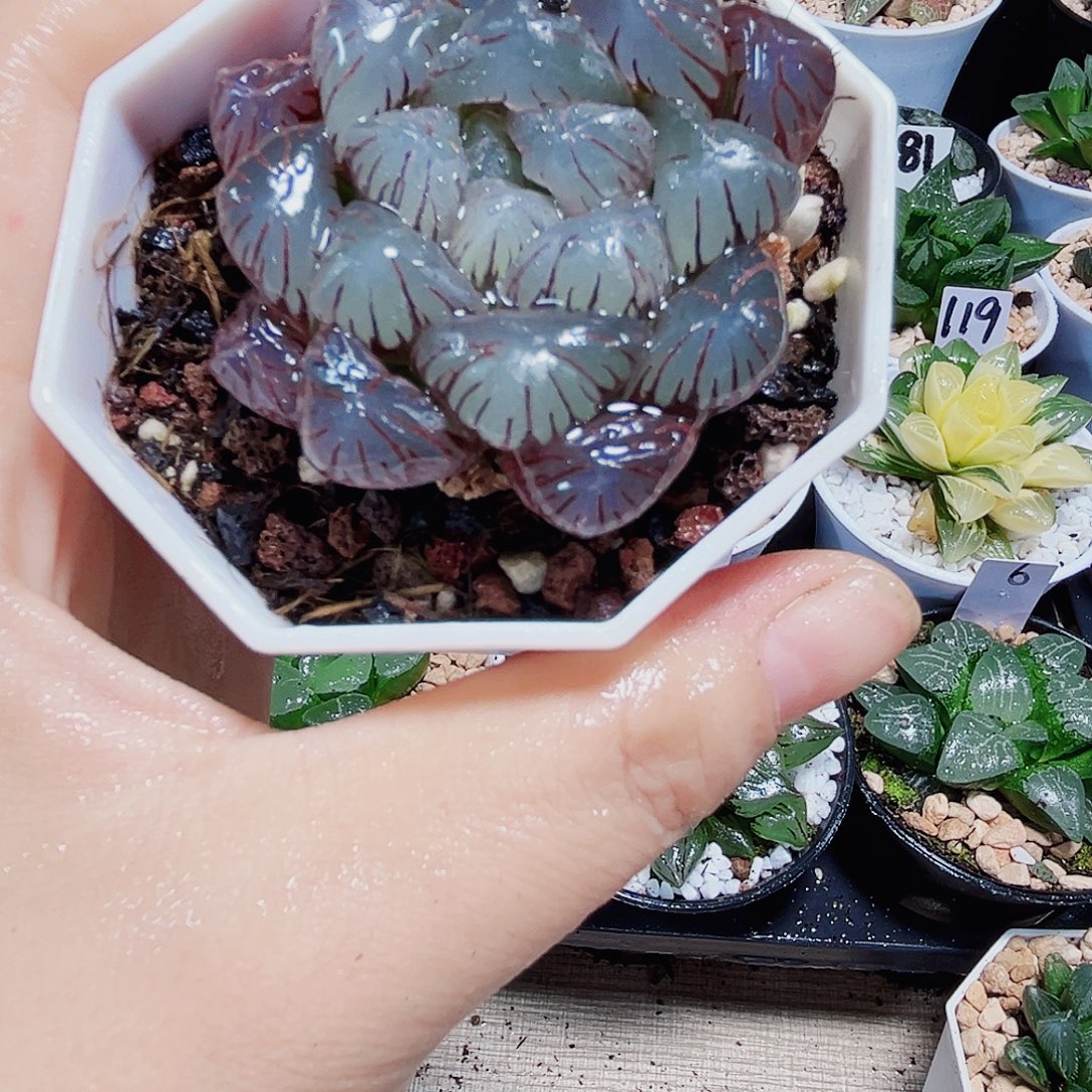粉果冻多肉植物66666