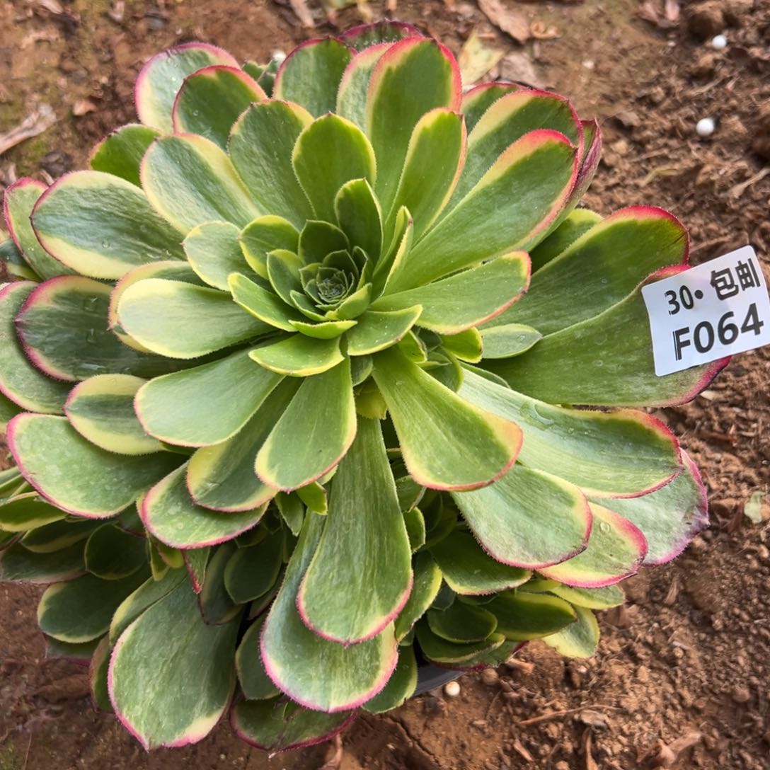 064奶白多肉法师