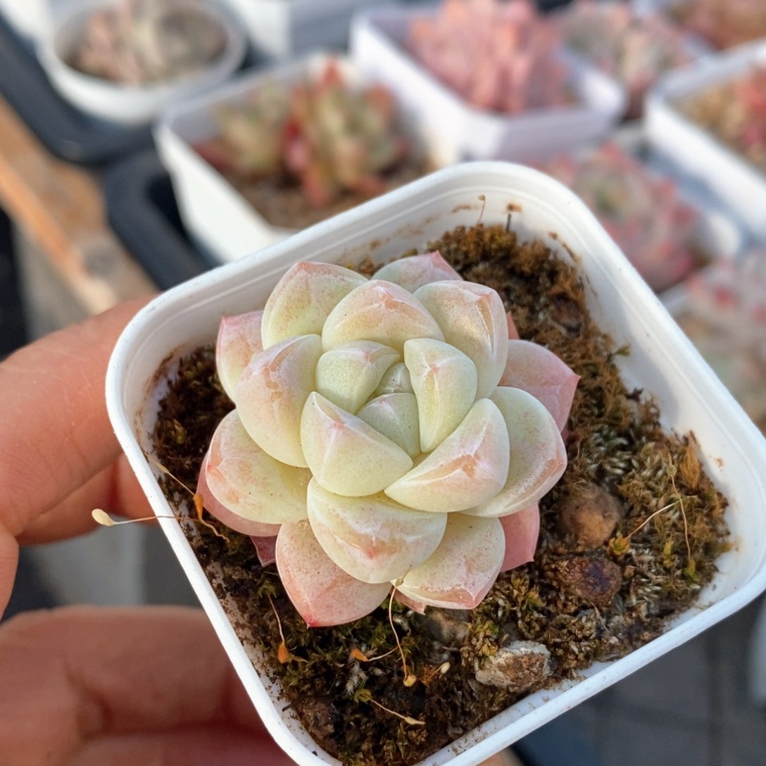精品多肉一物一拍不包整20
