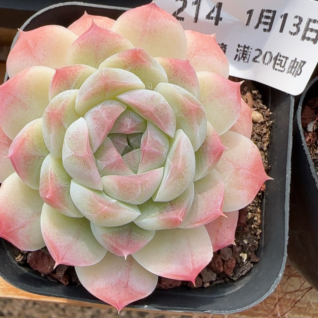 花语逸镜0113-214