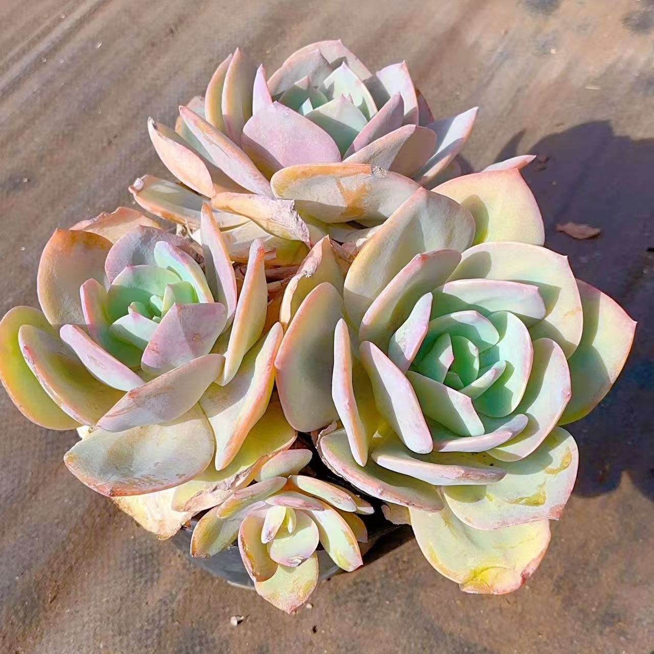 【大黑盆血凤】泡沫粒打包 多肉植物 绿植盆栽