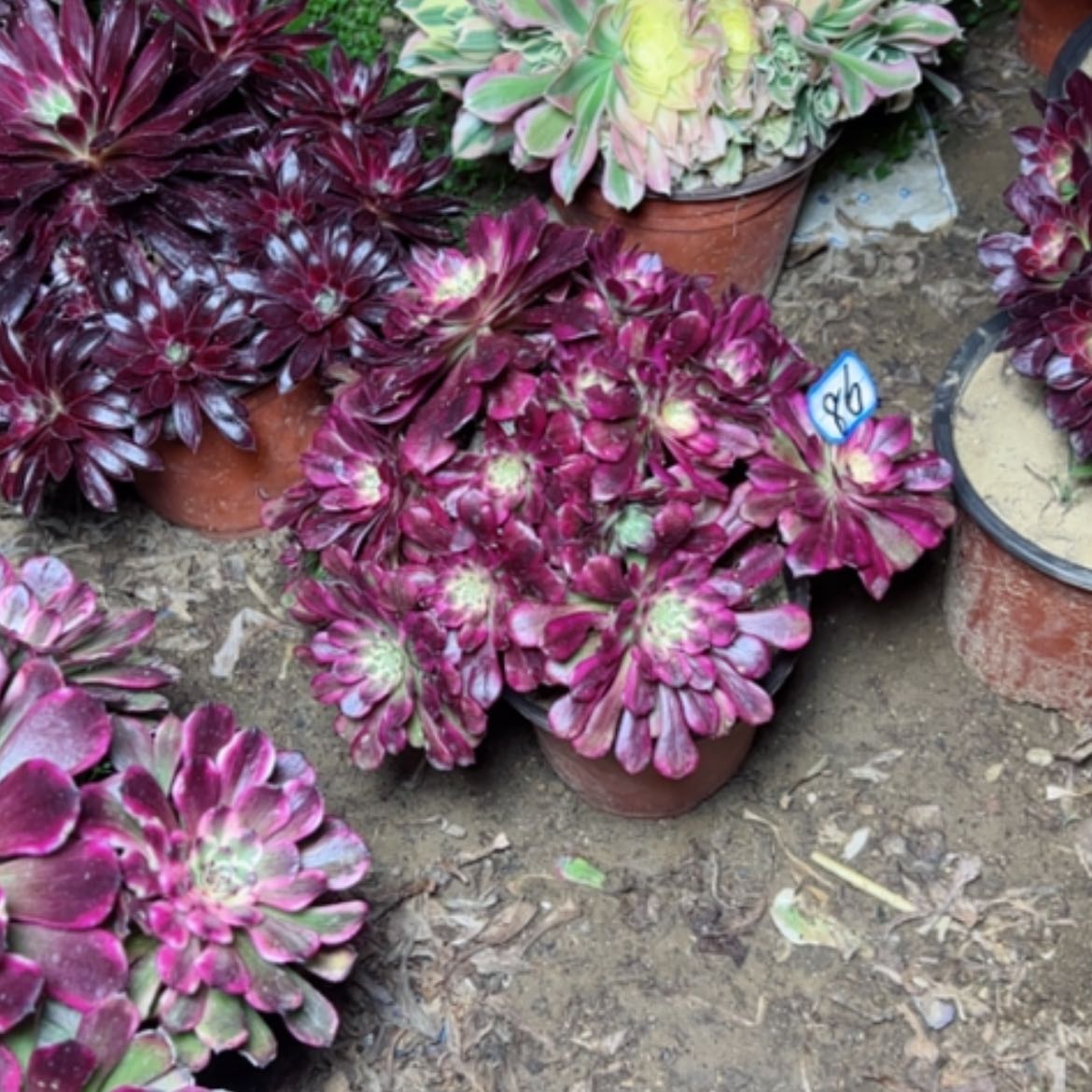 【闪购商品】哈****贝多肉植物舞天姬86