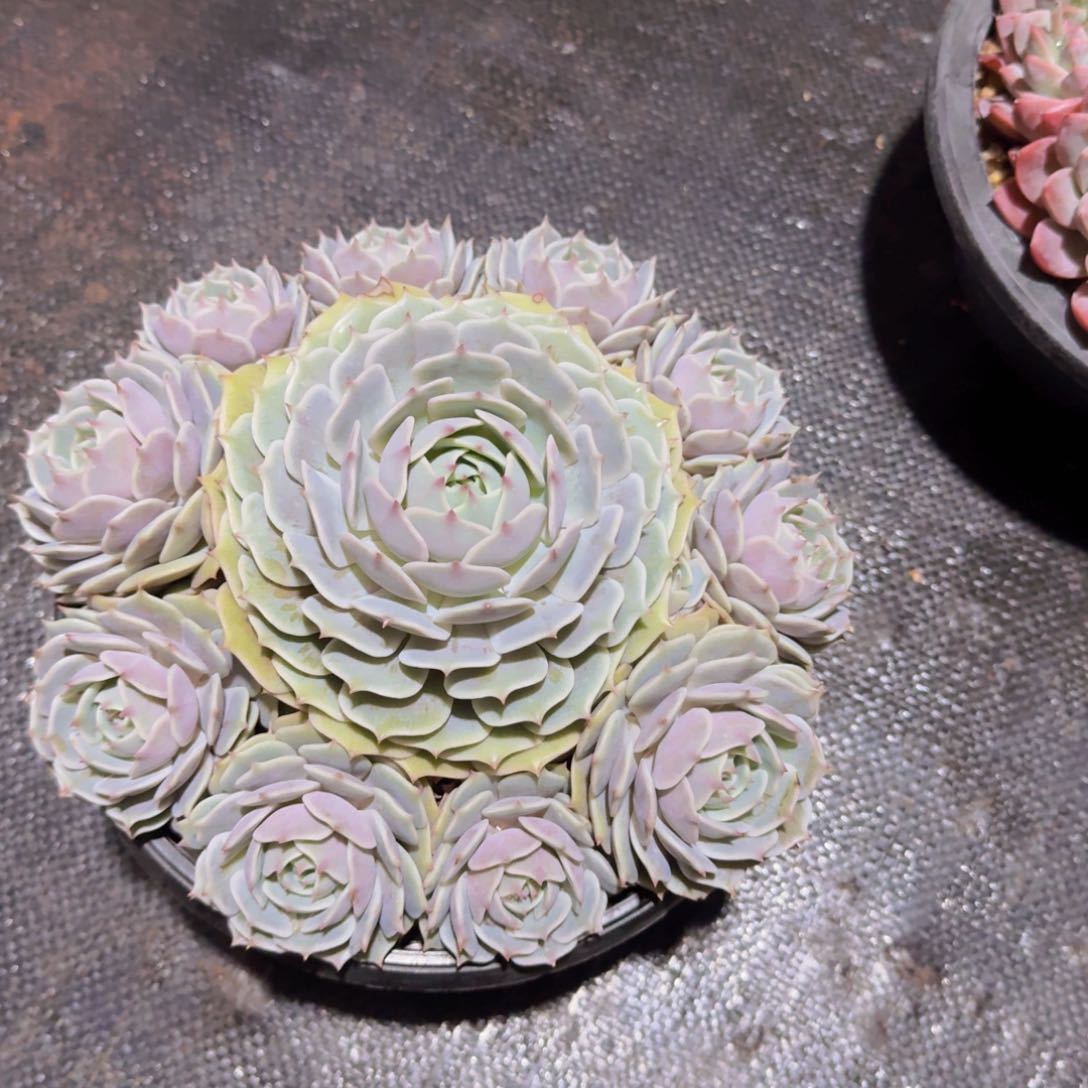 少**?美慕花坊，一物一拍