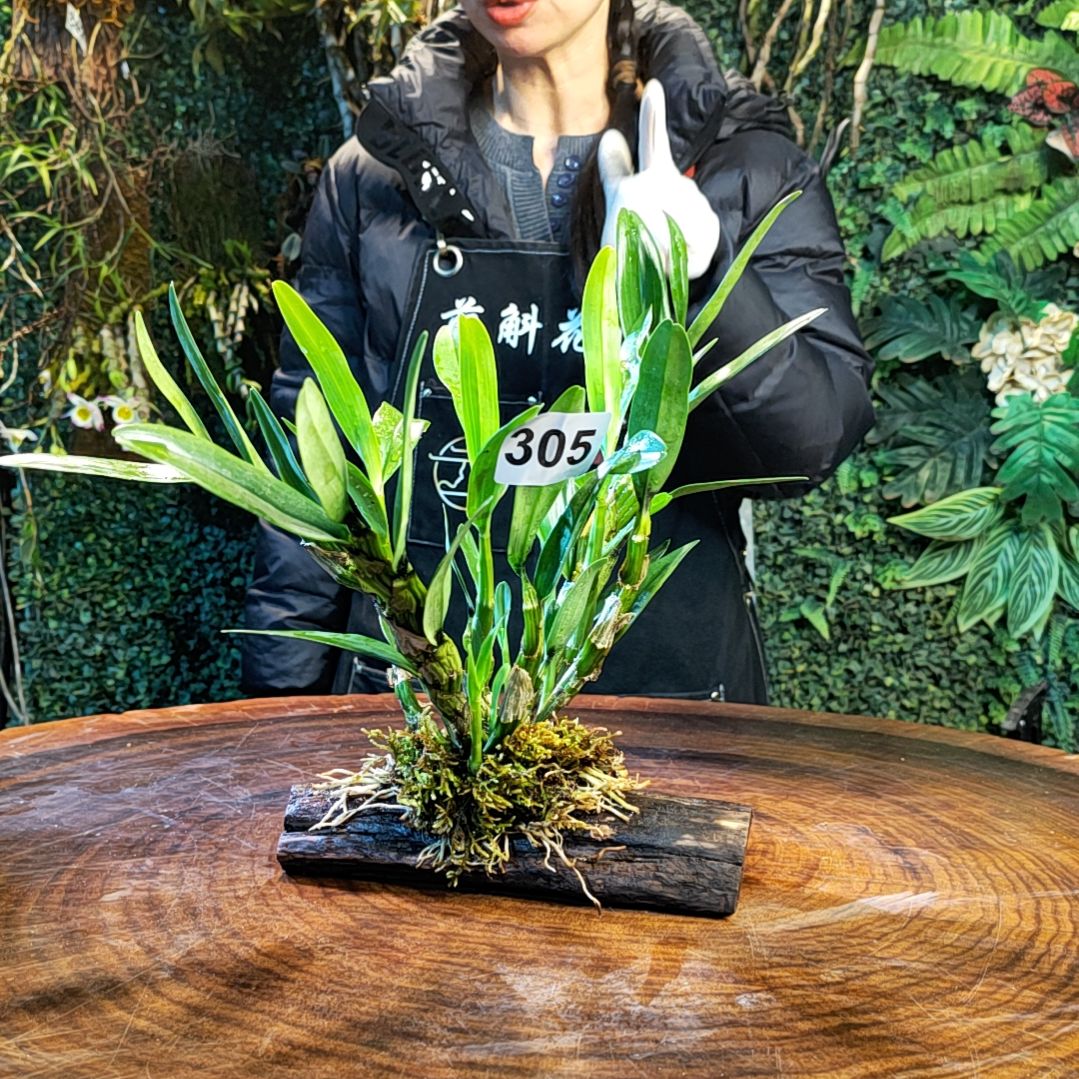 【闪购商品】305金钗花