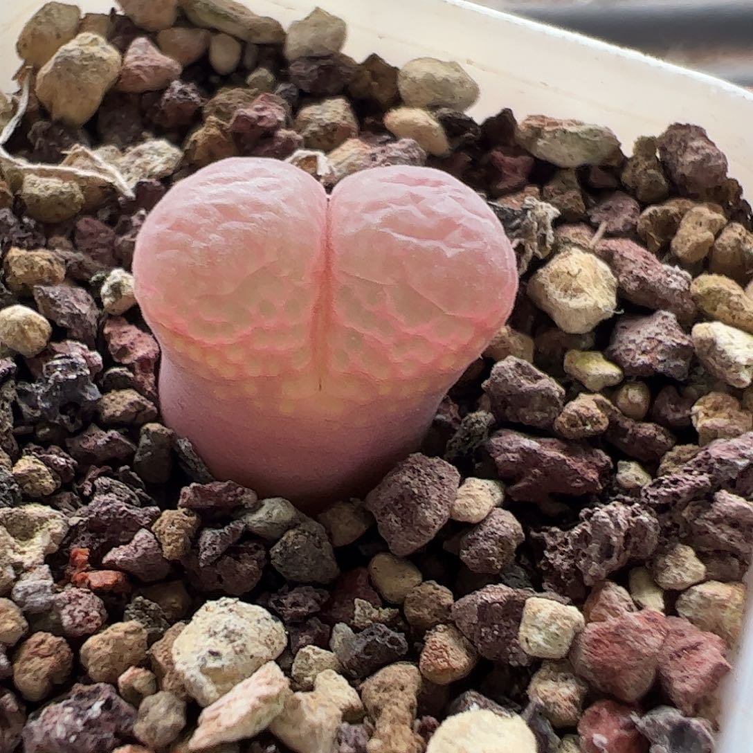 一物一拍紫红流沙风铃。 542