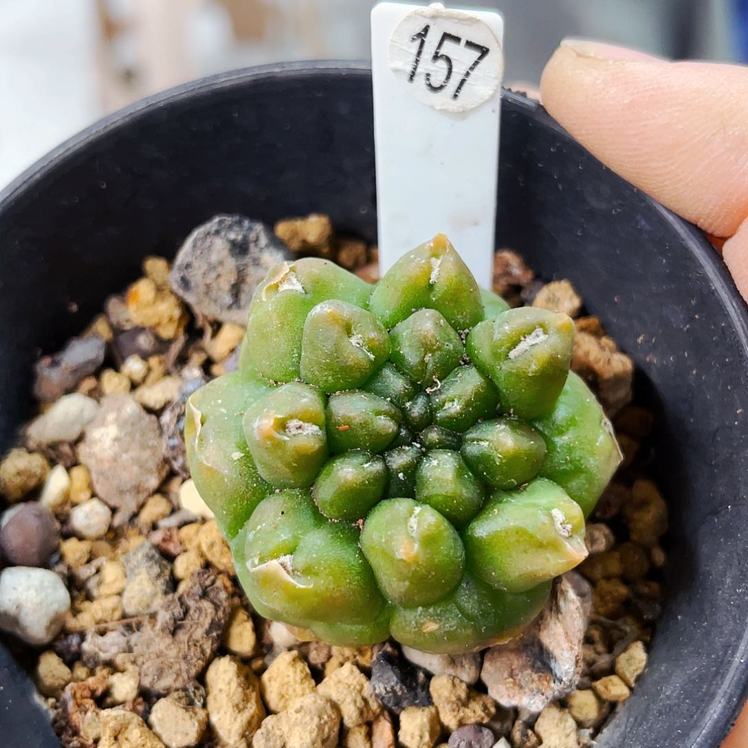 非偏远地区满25包邮仙人球