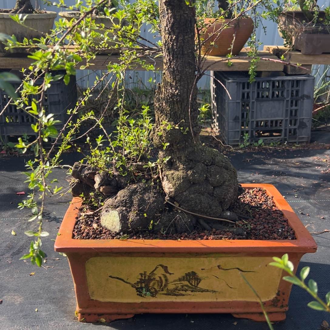 无花朵非货损不支持退换