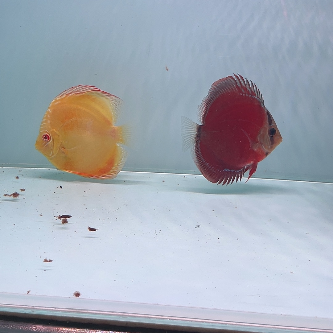 海水鱼红卡一条赤瞳黄金一条