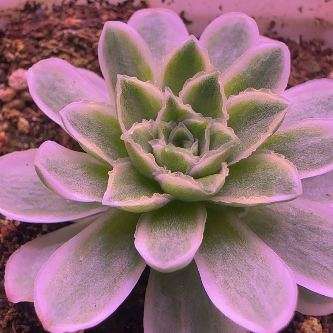 秋夕115353535383568653