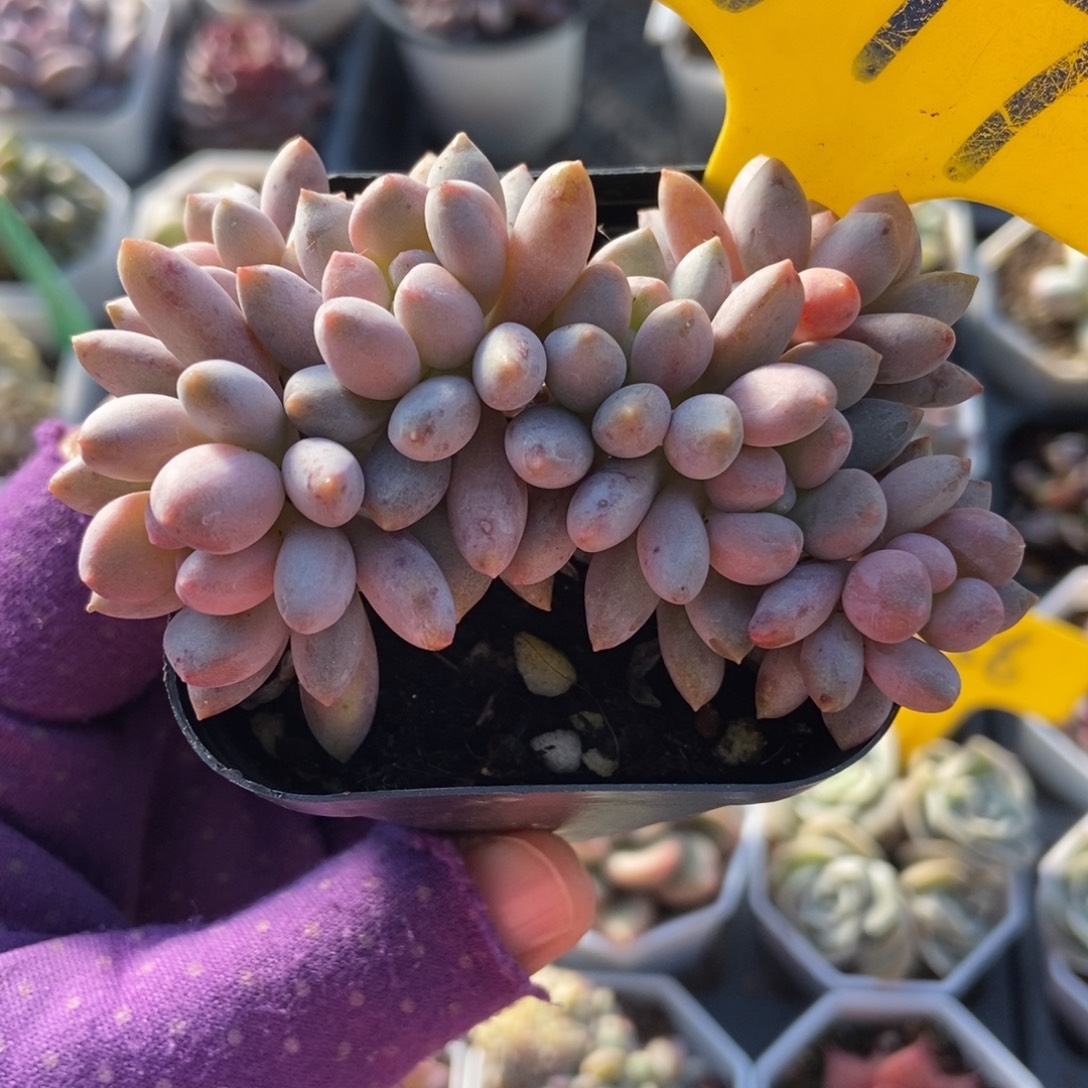 617星黛露多肉植物