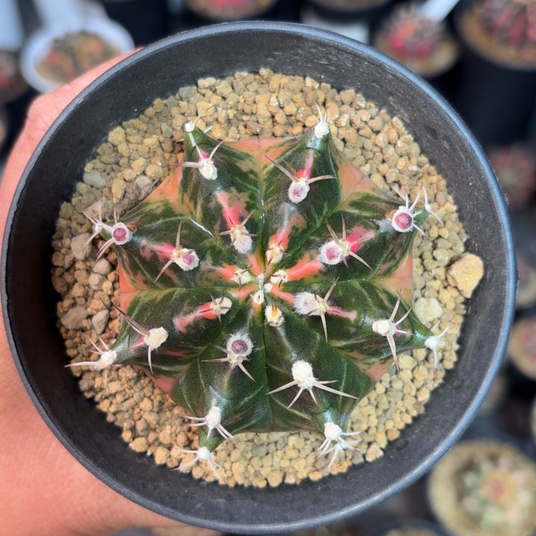 泰系实生晒伤仙人球5号