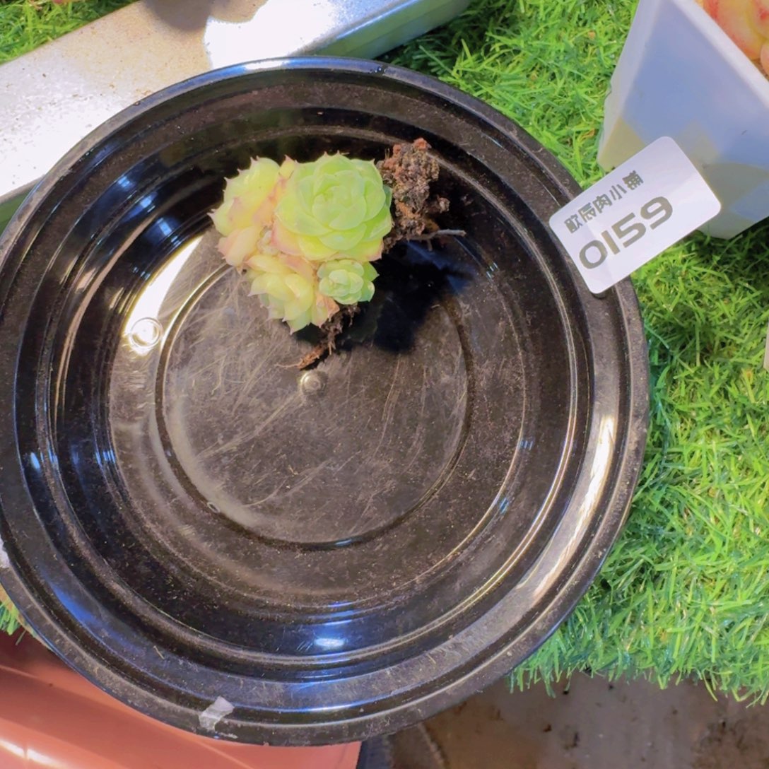 当***归多肉植物开心价0159