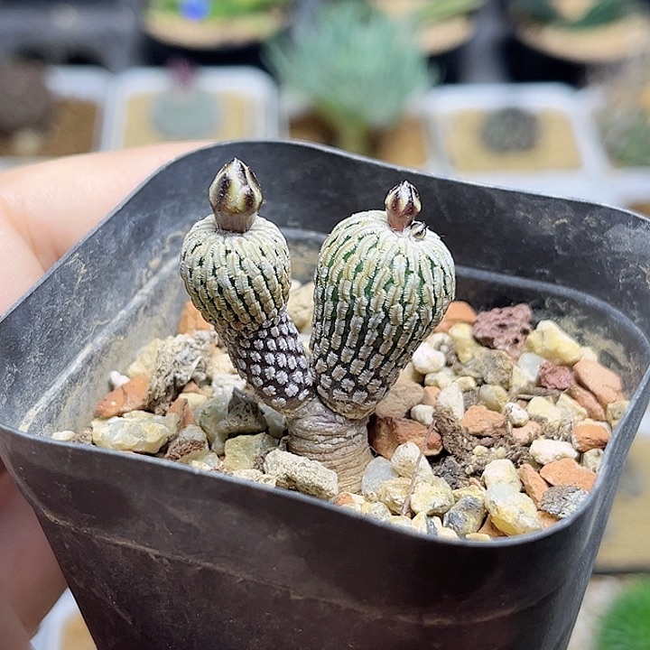 赤花精巧殿实生球一颗