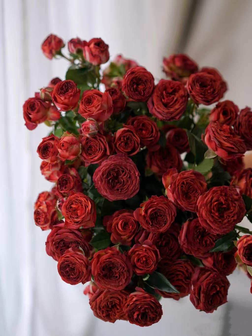 【巧克力】多头玫瑰   鲜切花水养花期长鲜切花礼物家养