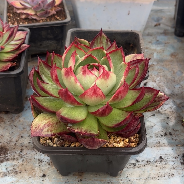 惊鸿仙子多肉植植物981
