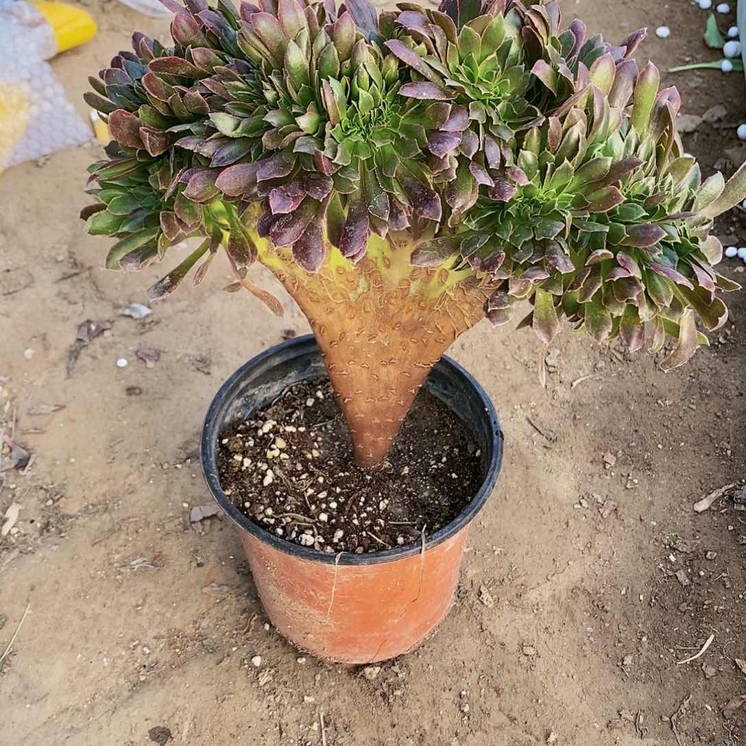 269号号20包邮不包断枝