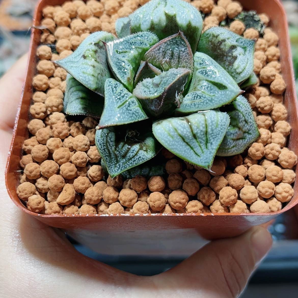 【闪购商品】白羊座