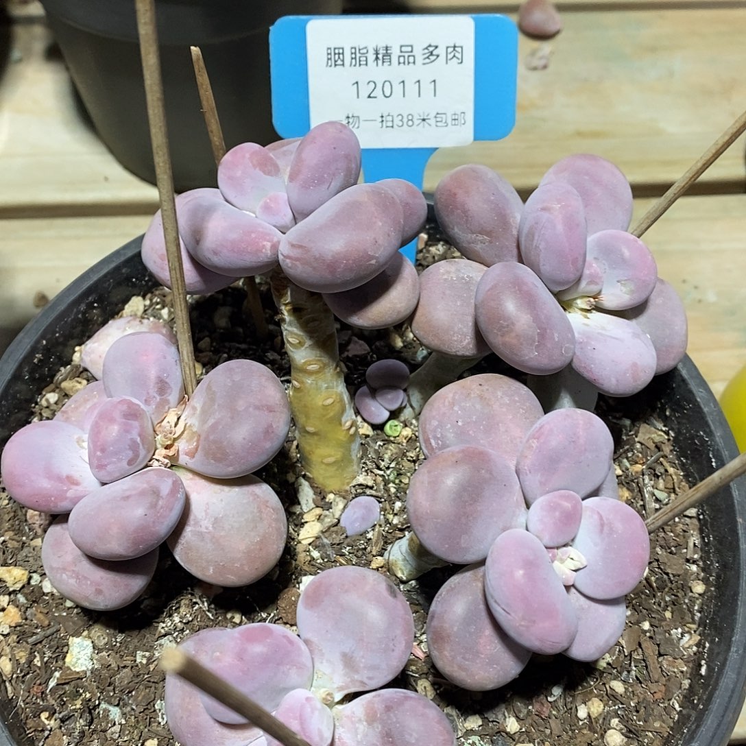 120111low图了咯最工人去璐璐