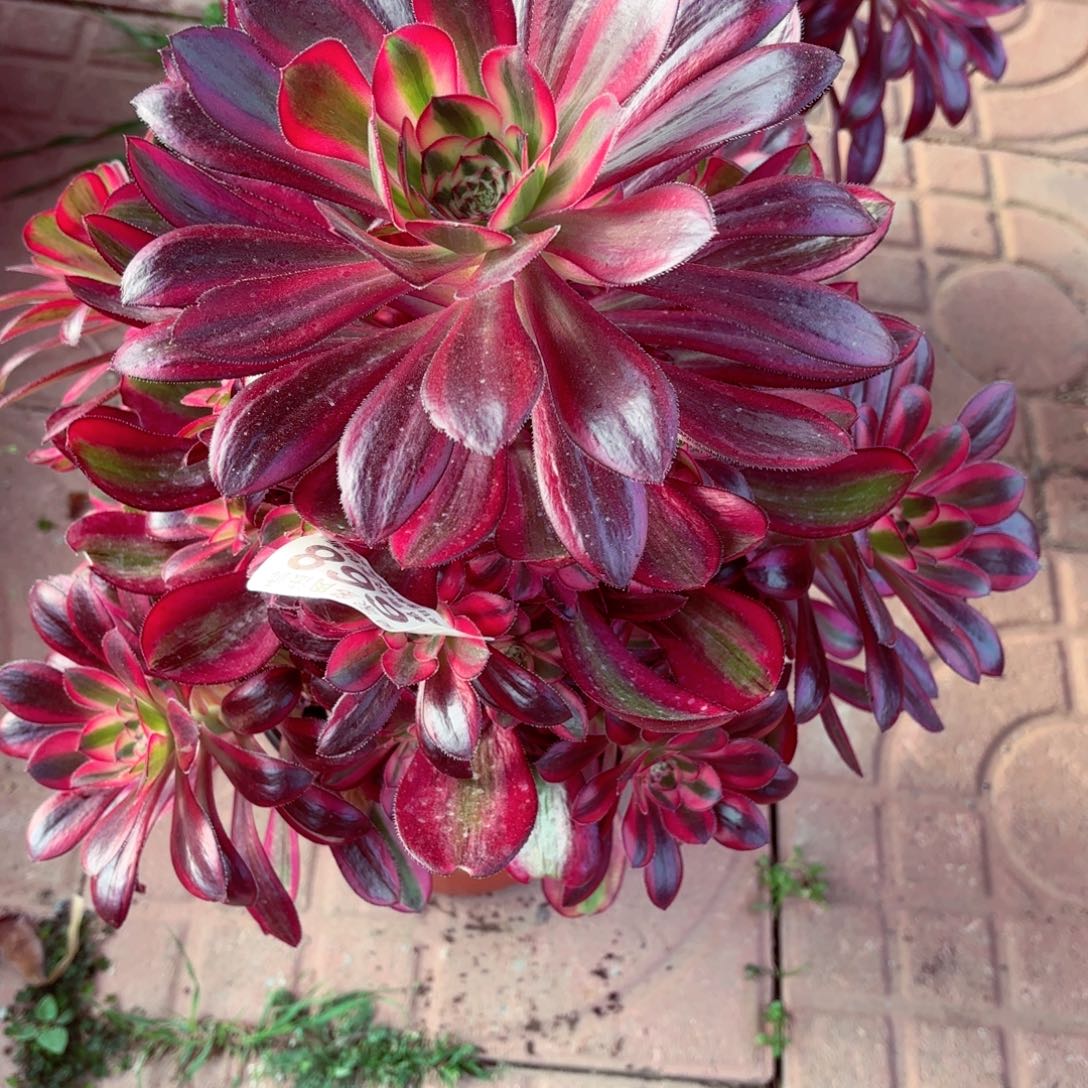 杨*2棚法师0000000两颗