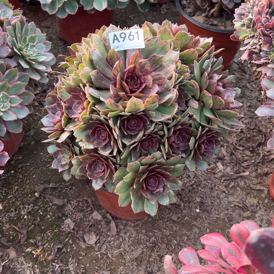 961红丝绒多肉植物法师