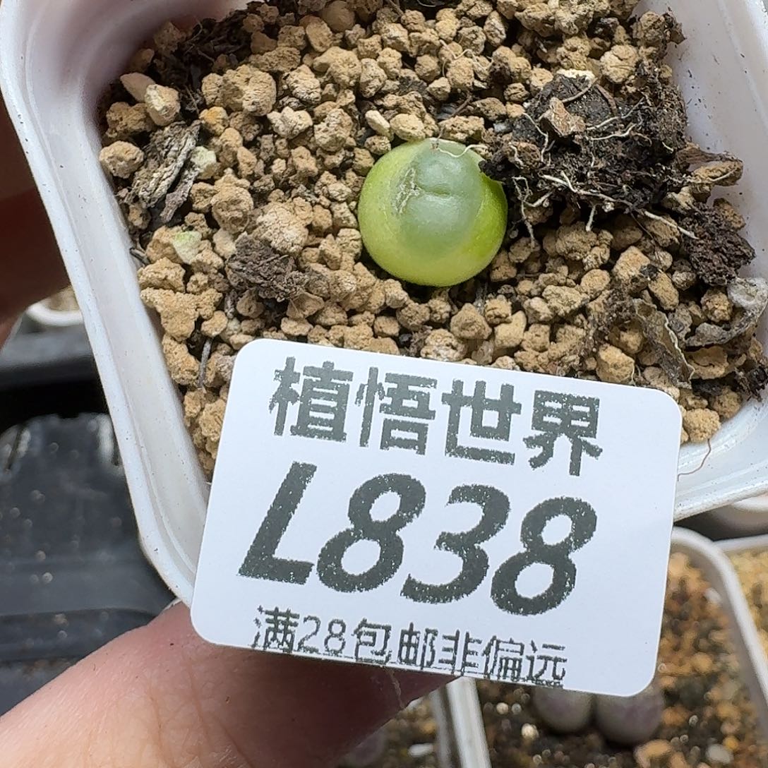 多肉植物的润泽fbb