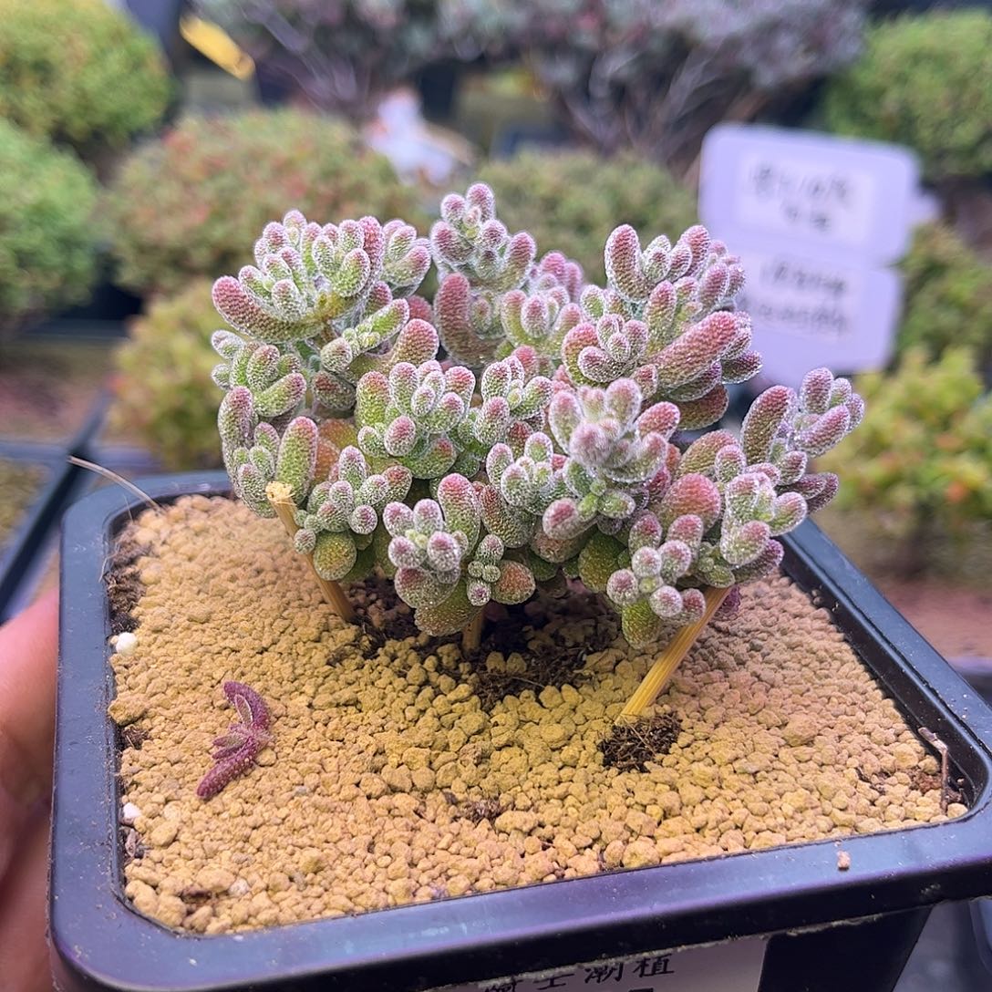 655优选冰晶枝干番杏