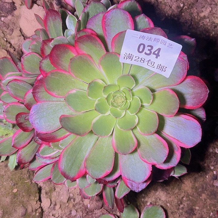 034粉花妖多肉植物