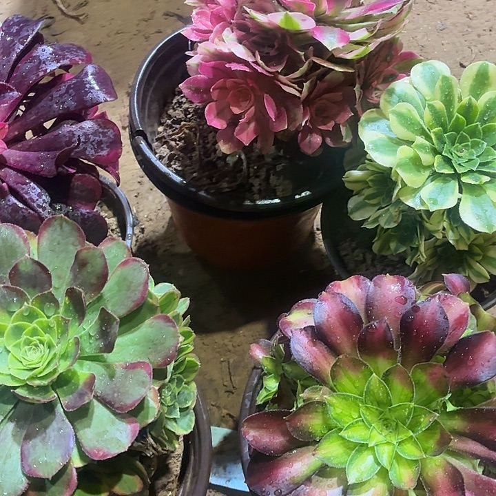 5颗组合套餐脱土19.8