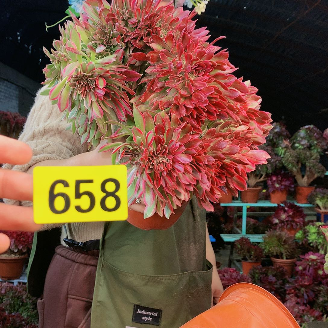 用***楼柒哥多肉法师不包侧断枝658