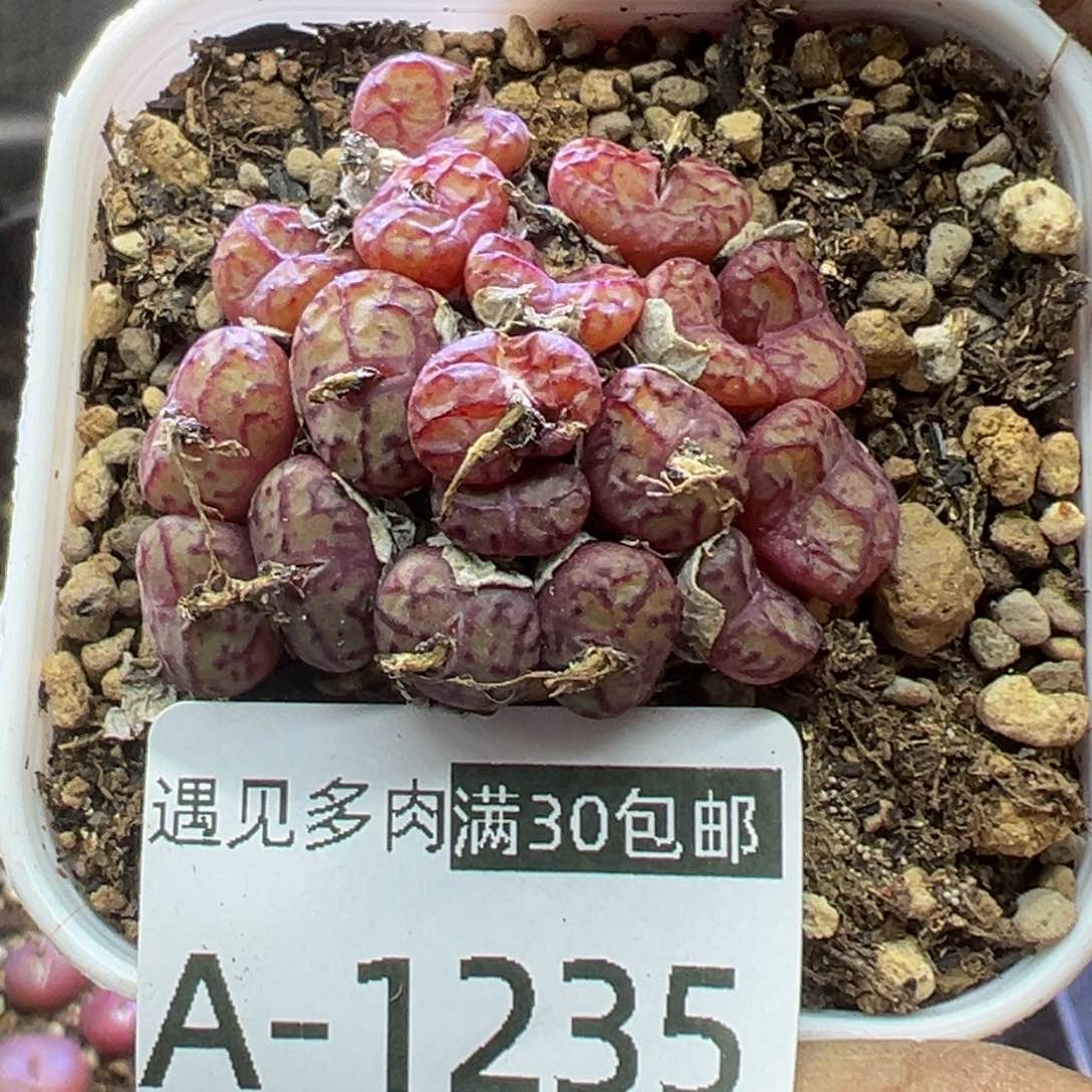 多肉植物111111111111111111