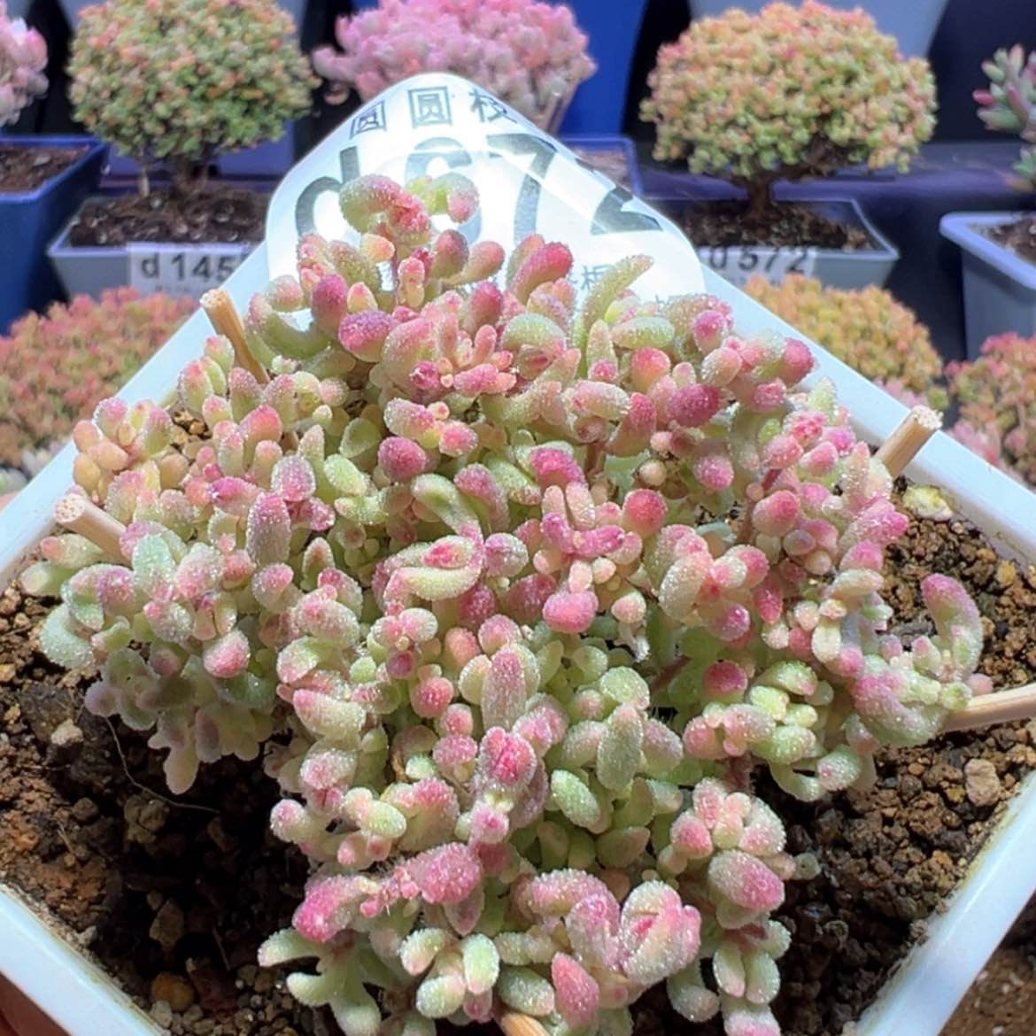 【闪购商品】d672红宝石锦枝干番杏
