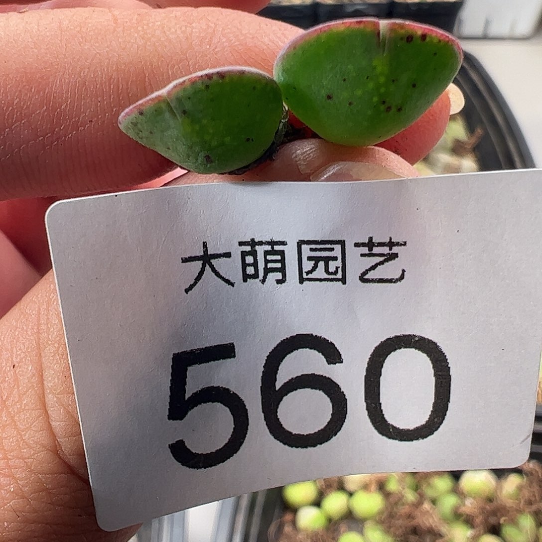 一物一拍。      560