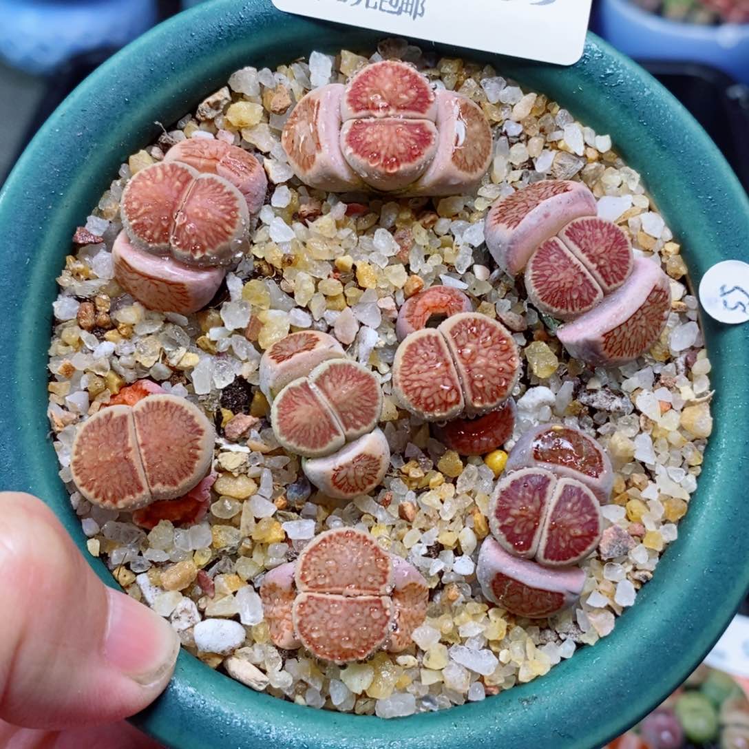 生石花花花花开了139