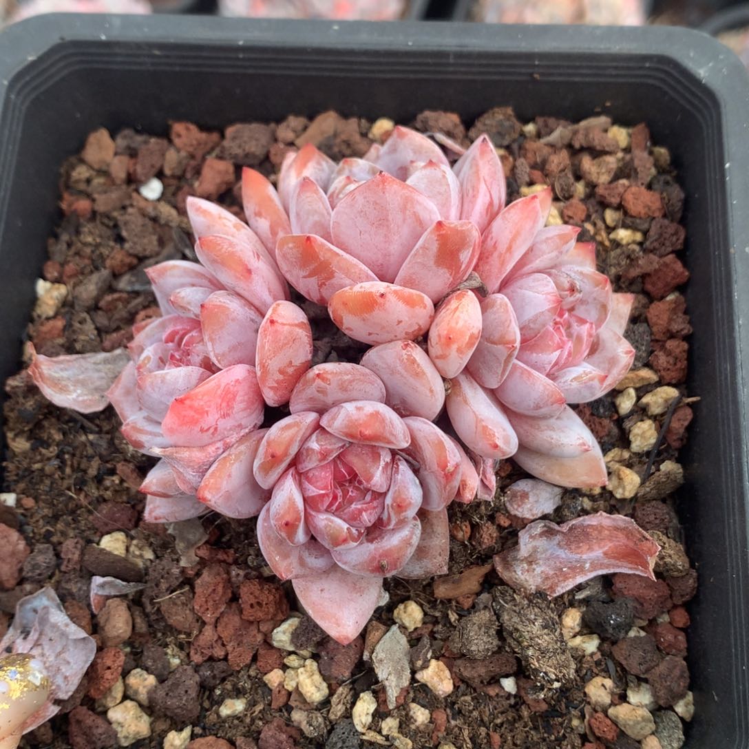 石榴籽哈哈哈哈哈哈哈哈哈哈