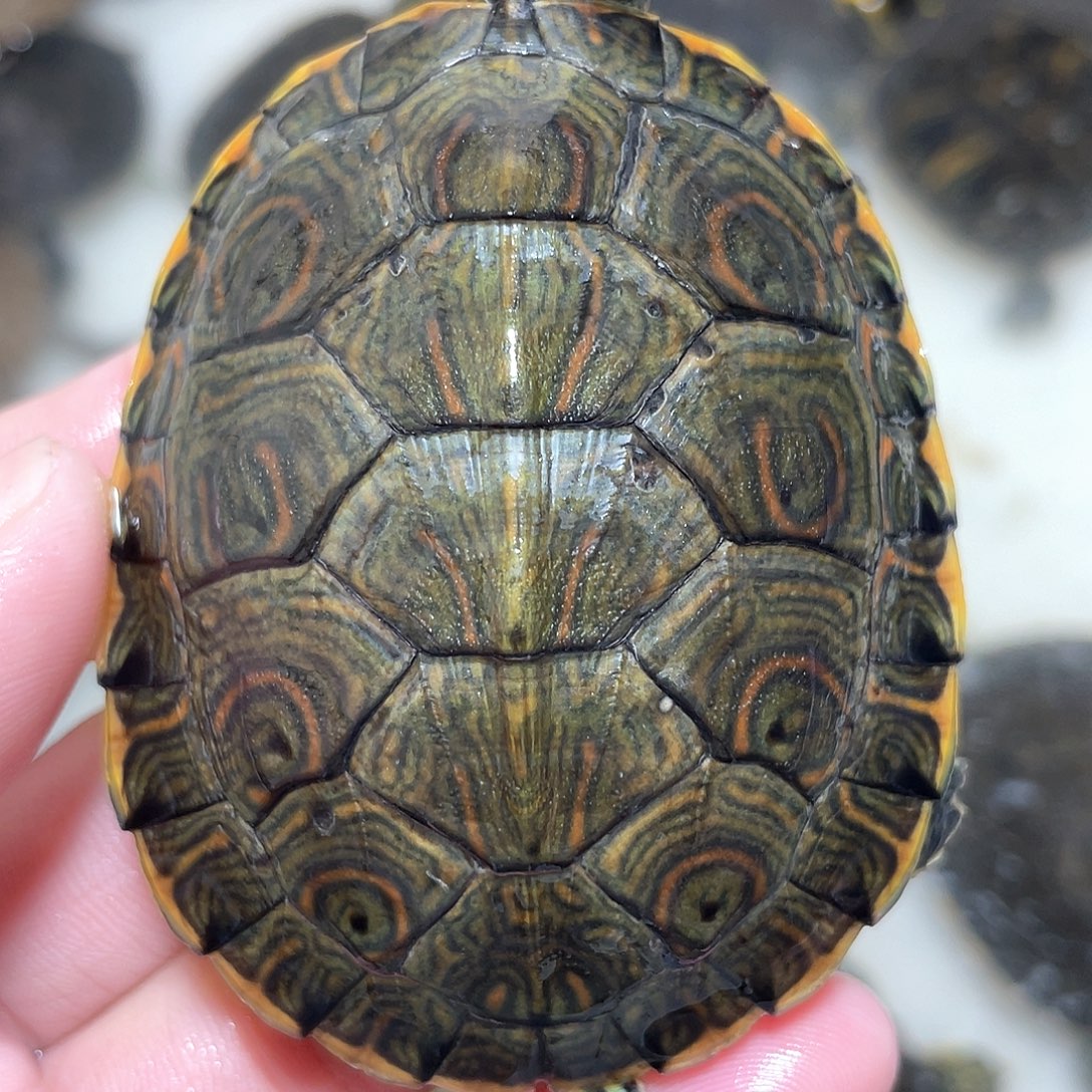 宠物龟不分公母大河