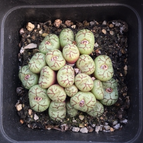 多肉肉锥 20头 红纹青姬