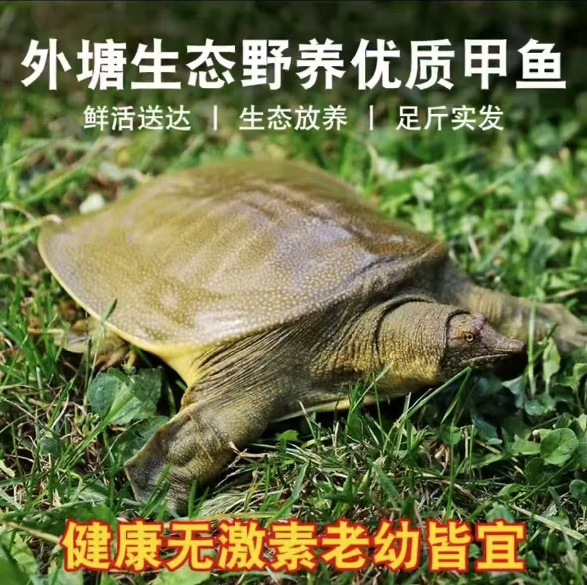 湖南常德新鲜生态甲鱼鲜活外塘水库甲鱼生猛生鲜甲鱼(直播间改价)