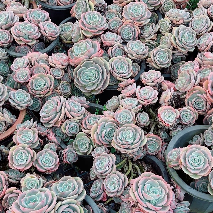 精品蓝色苍鹭老桩群清货价