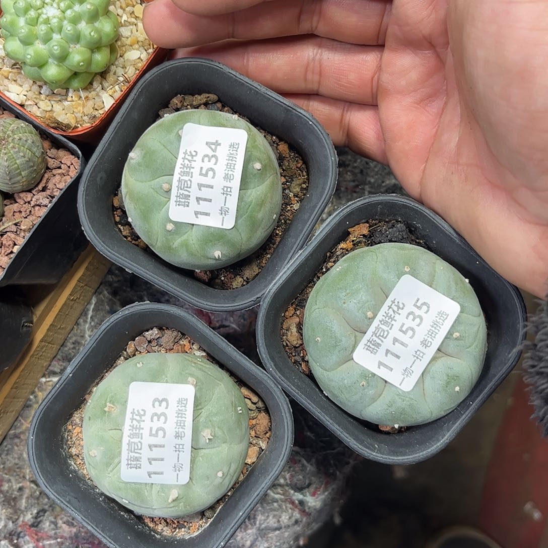 111533-534-535一物一拍单头奇仙玉