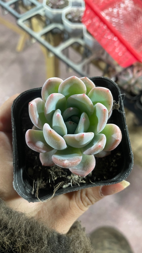 精品全明星多肉植物