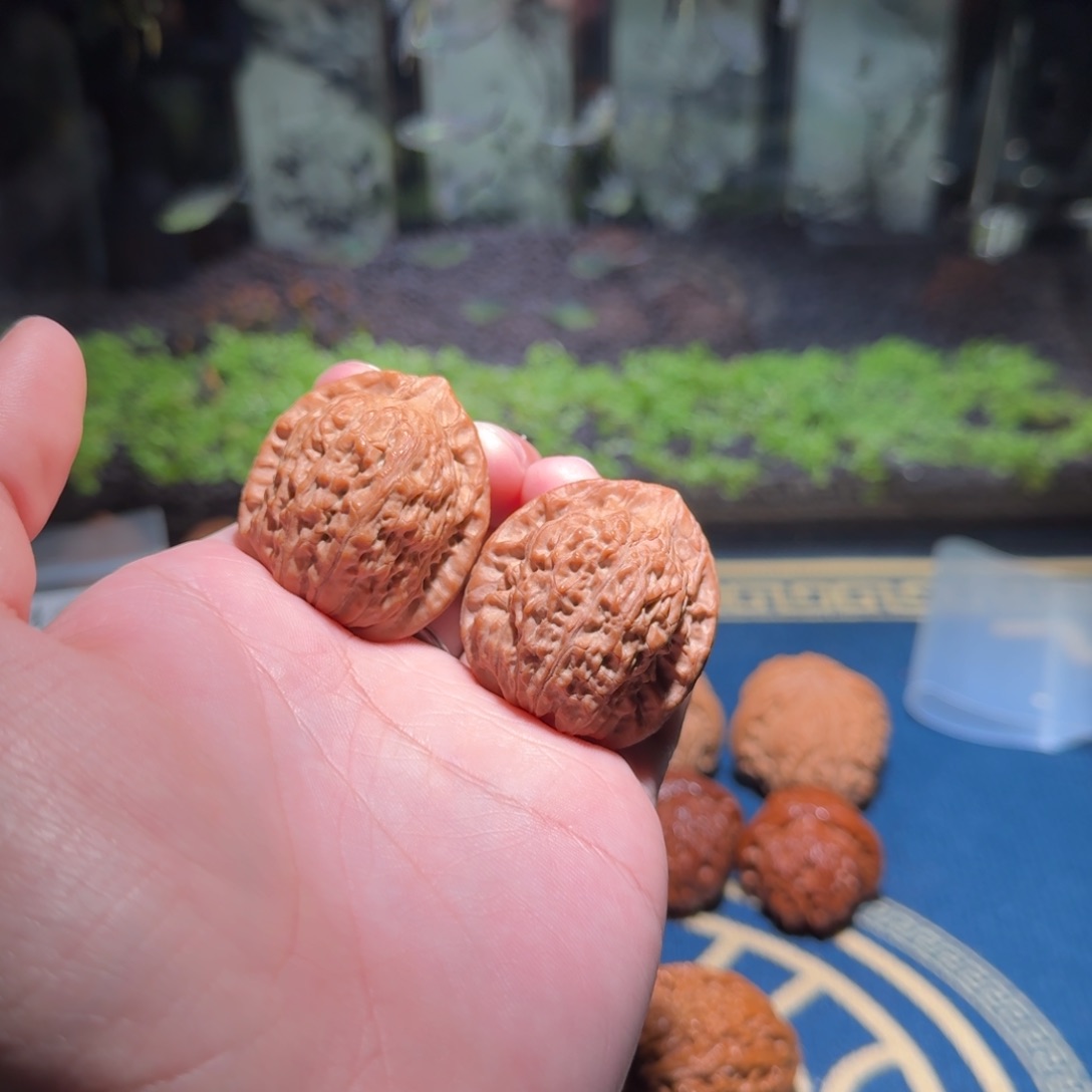 2204号36原树玉观音文玩核桃