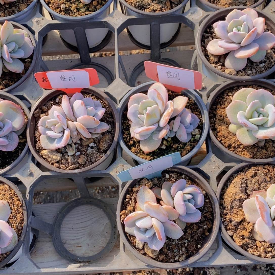 星*奶茶多肉33333333