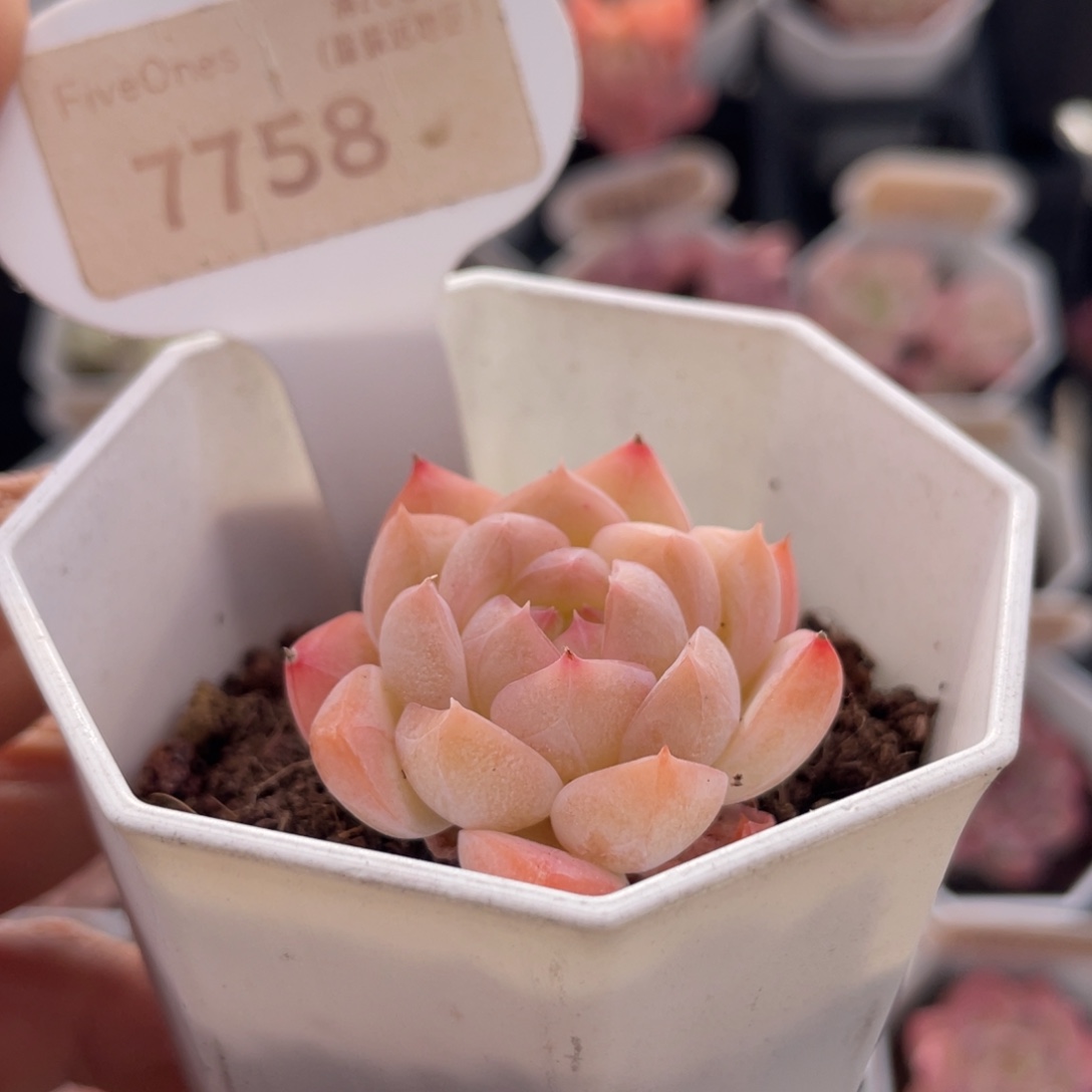 美梦7758-4.0厘米