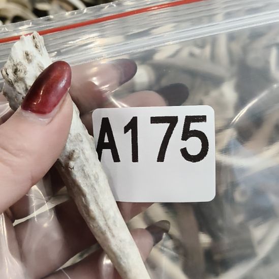 童***老鹿角鹿角鹿角鹿角鹿角