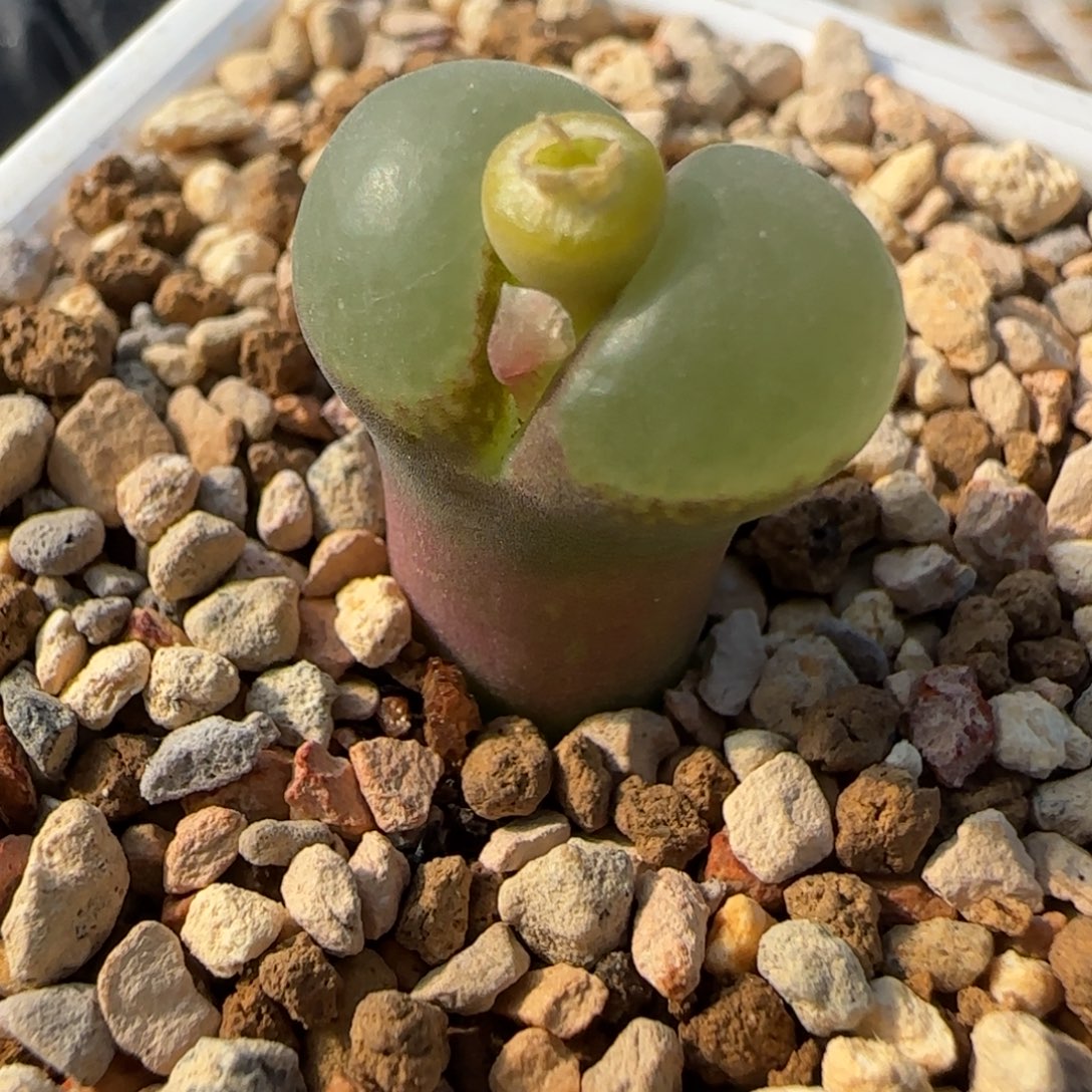 多肉植物粉女119号